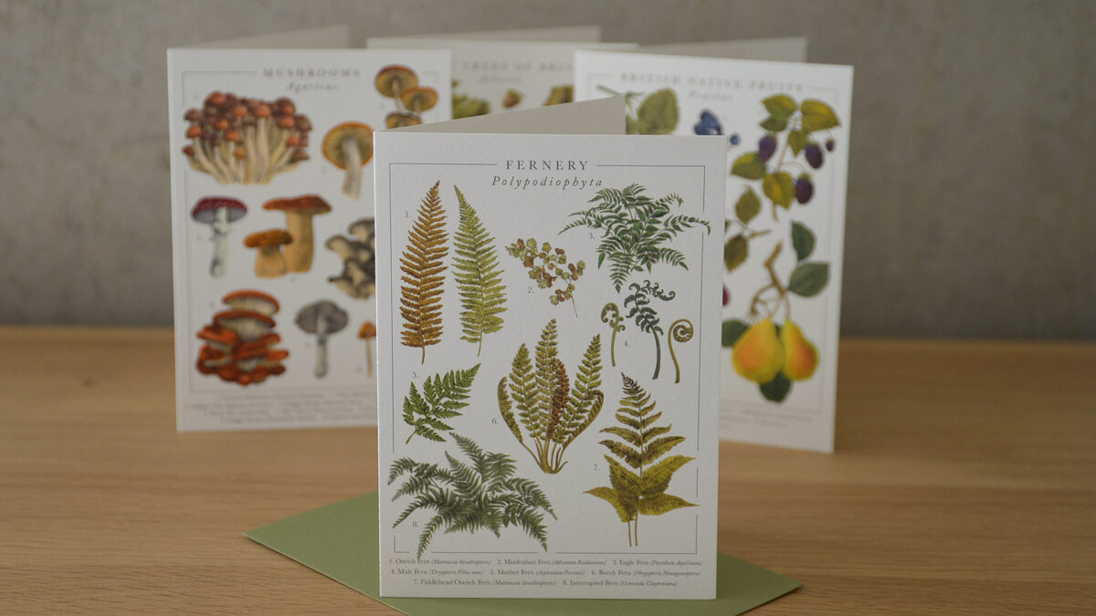 Botanical Illustration Card Set - Image 8