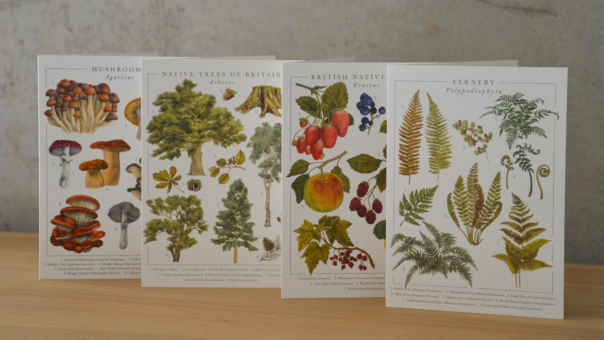 Botanical Illustration Card Set