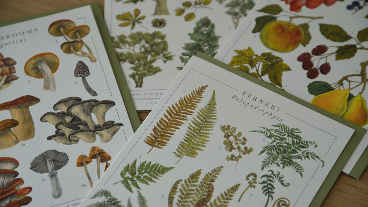 Botanical Illustration Card Set - Image 2