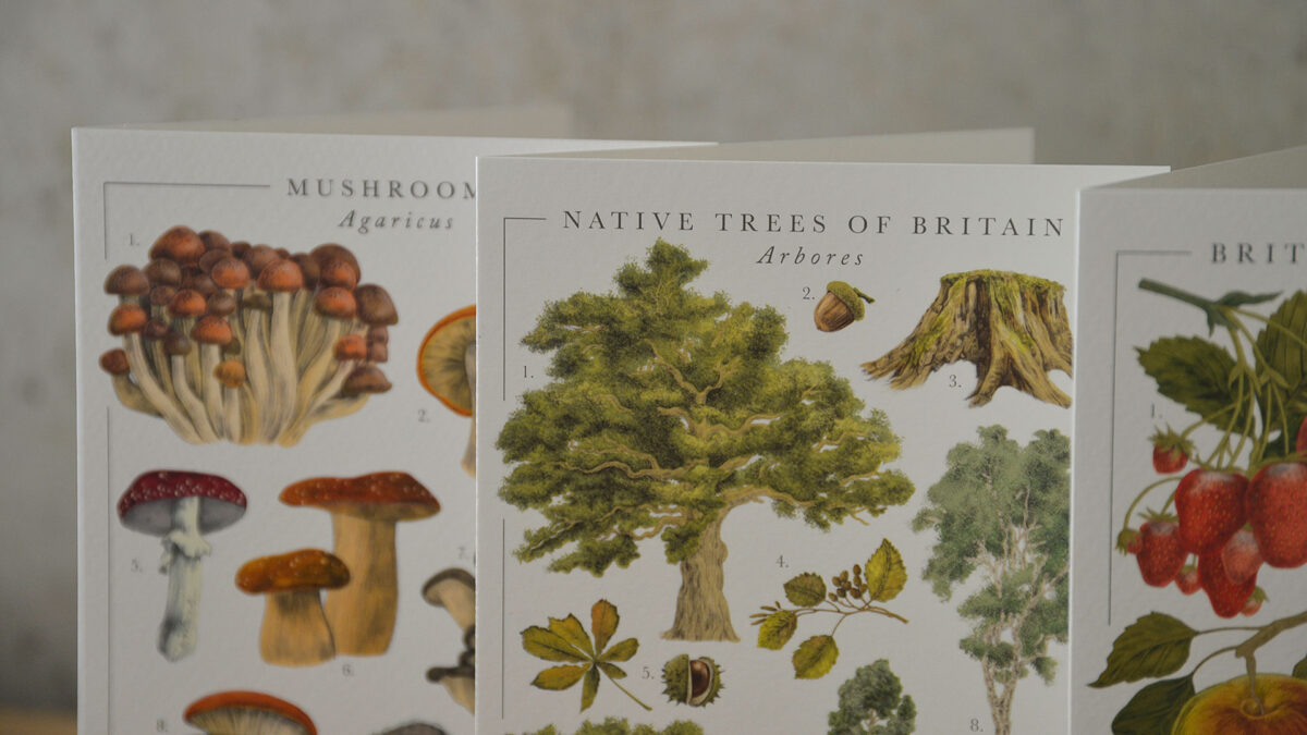 Botanical Illustration Card Set - Image 3