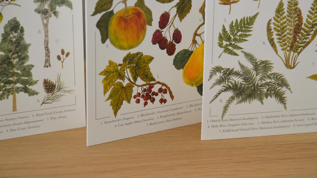 Botanical Illustration Card Set - Image 4
