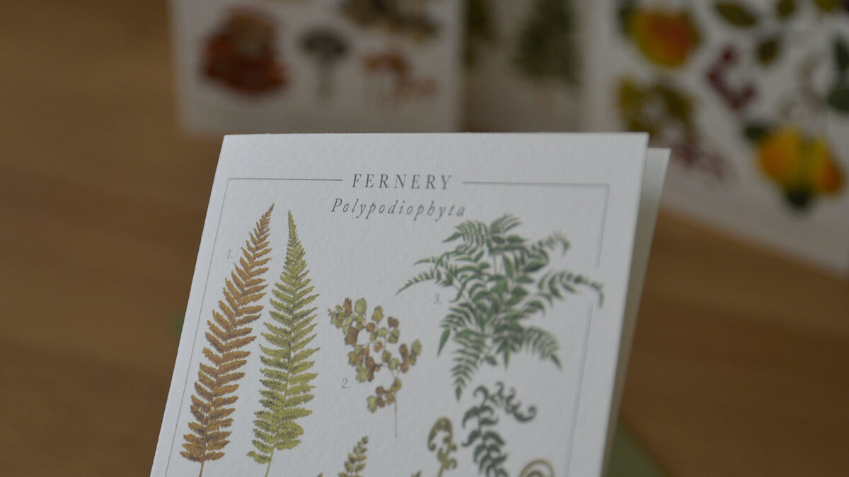 Botanical Illustration Card Set - Image 9