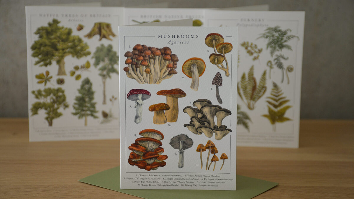 Botanical Illustration Card Set - Image 5